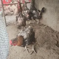11عددمرغ وخروس