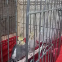 عروس هلندی|پرنده|یزد, |دیوار