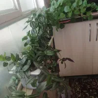 گل اپارتمانی|گل و گیاه طبیعی|یاسوج, |دیوار