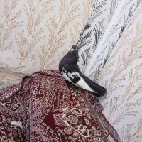 شهر شوش