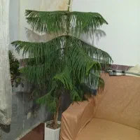 گل کاج