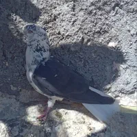 کبوتر سینه باز تخت دم سفید|پرنده|کرمانشاه, |دیوار