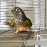 طوطی گرینجیک