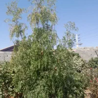 چند عدد درخت می فروشم