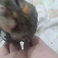 جوجه   عروس   هلندی  سرلایک