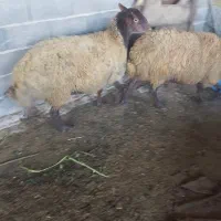 فروش گوسفند|حیوانات مزرعه|قائمشهر, |دیوار