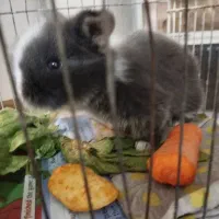 حیوانات|موش و خرگوش|تبریز, |دیوار