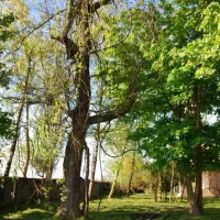 نظافت منزل حیاط