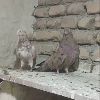 یک جفت کبوتر عالی|پرنده|ارومیه, |دیوار
