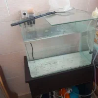 دوعدد گوپی و وسایل آکواریوم