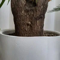 درخچه یوکا|گل و گیاه طبیعی|کرمانشاه, |دیوار