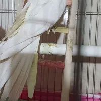 یه جفت عروس هلندی|پرنده|قزوین, |دیوار