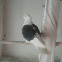 دوعد ماده پشتدار سیاه و سبز|پرنده|تهران, جوادیه تهرانپارس|دیوار