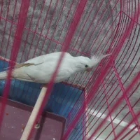 عروس پاریس آلبرتو گمشده