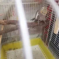 عروس هلندی دستی|پرنده|زنجان, |دیوار