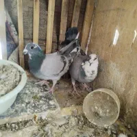 یه جفت نروماده ابلغ سبز|پرنده|زابل, |دیوار