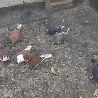 کبوتر|پرنده|سیدآباد, |دیوار