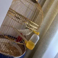 عروس هلندی|پرنده|ساوه, |دیوار