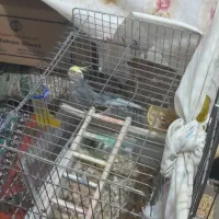 عروس هلندی|پرنده|دورود, |دیوار