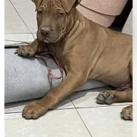 سگ نر 4ماهه نژادپیت بول