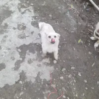 توله پاکوتاه