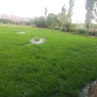 فروش-نشا-برنج-زمینی-ب-متراژ-1000-مترمربع