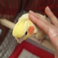 عروس هلندی ماده|پرنده|پاکدشت, پاکدشت (مامازند)|دیوار