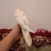 عروس هلندی|پرنده|دره شهر, |دیوار