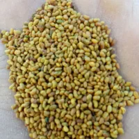 بذررنجربهترین کیفیت