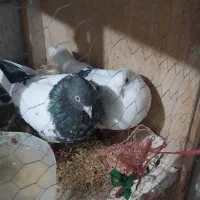 کفتر خوب به شرط|پرنده|شهریار, رزکان|دیوار