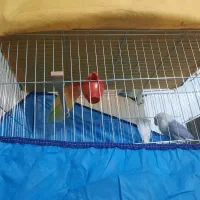 طوطی بزیلی نروماده مولد|پرنده|بابل, |دیوار