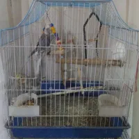 فروش قفس متوسط