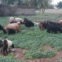 بز و بیگ|حیوانات مزرعه|اندیمشک, |دیوار