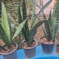 گل سانسوریا