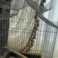 عروس هلندی فوق دستی سخنگو