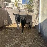 گوساله ماده