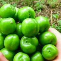 پیش فروش نهال گوجه سبز نخجوان|خدمات باغبانی و درختکاری|بابل, |دیوار