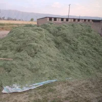 فروش کاه یونجه برش ۵