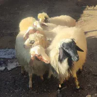 کاور نر گوشتی  6 عدد|حیوانات مزرعه|مریوان, |دیوار