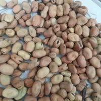 باقالی|خوردنی و آشامیدنی|نیشابور, شهرک بهارستان|دیوار