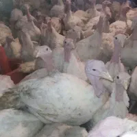 کارگر مرغداری شیفت شب