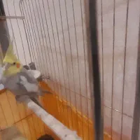 عروس هلندی نر|پرنده|محمدشهر, سیدآباد|دیوار