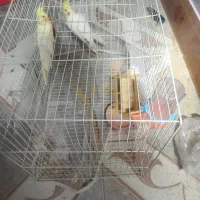 دو عروس هلندی با قفس