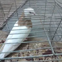 طوقی‌زرد‌نر|پرنده|سبزوار, کهنه آب|دیوار