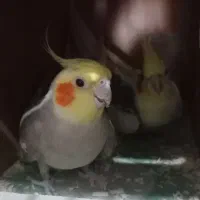 عروس هلندی مولد