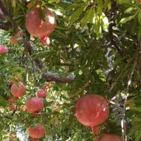 انار سیاب|گل و گیاه طبیعی|کوهنانی, |دیوار