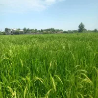 زمین کشاورزی به متراژ ۱۰۰۰متر|فروش دفتر صنعتی، کشاورزی، تجاری|رشت, حومه رشت|دیوار