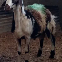 بره قوچ پلنگی پوست گاوی|حیوانات مزرعه|بروجرد, |دیوار