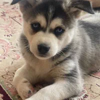 واگذاری سگ فقط به خانواده