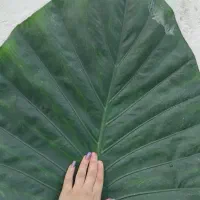 گل بابا آدم|گل و گیاه طبیعی|رشت, باهنر|دیوار